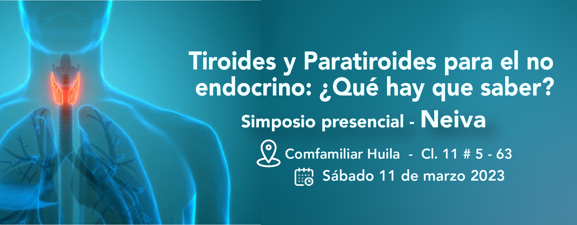 Tiroides y Paratiroides para el no endocrino: ¿Qué hay que saber?